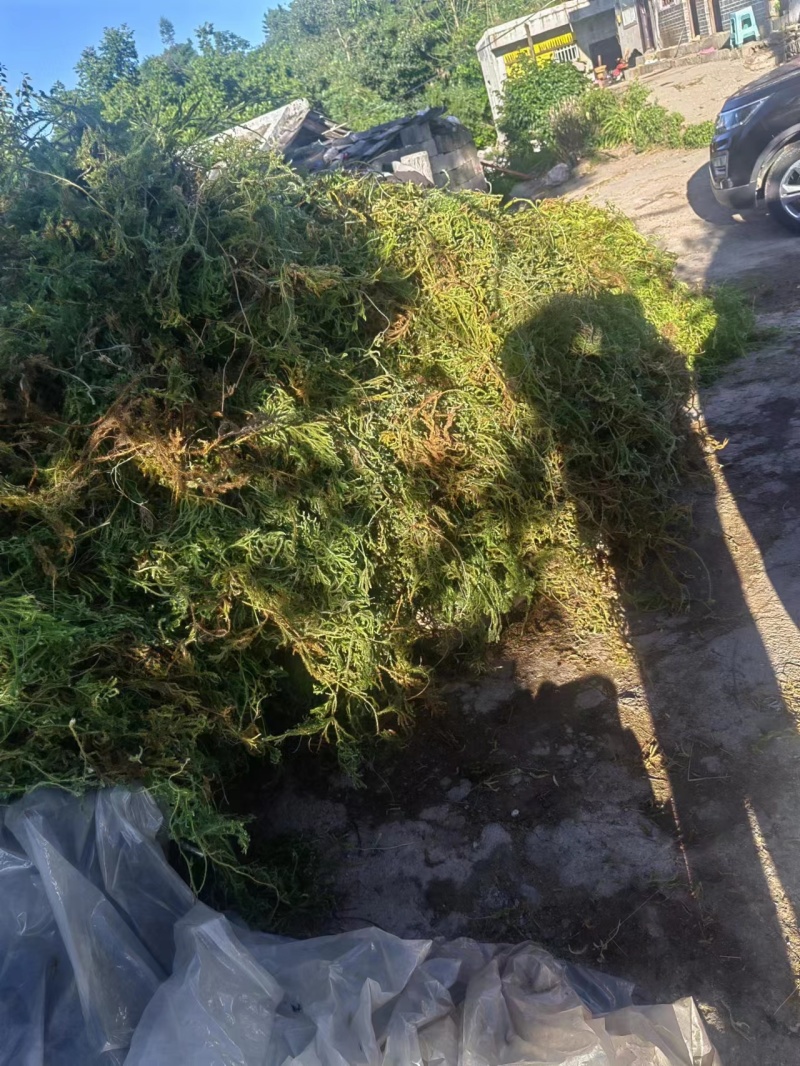 伸筋草，大量供应，全国发货，常年经营，一条龙服务