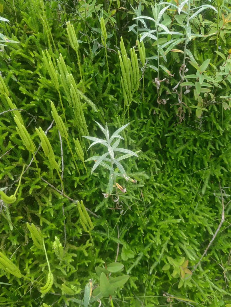 伸筋草，大量供应，全国发货，常年经营，一条龙服务