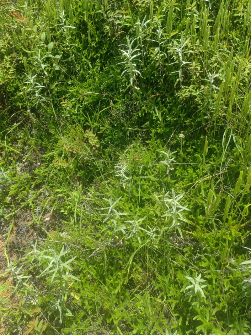 伸筋草，大量供应，全国发货，常年经营，一条龙服务