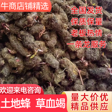 土地蜂，草血竭，精选，量大从优，货源稳定，品质保证