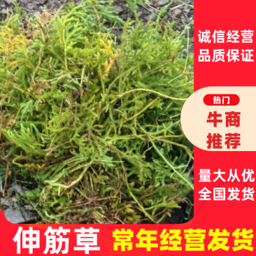 伸筋草，大量供应，全国发货，常年经营，一条龙服务