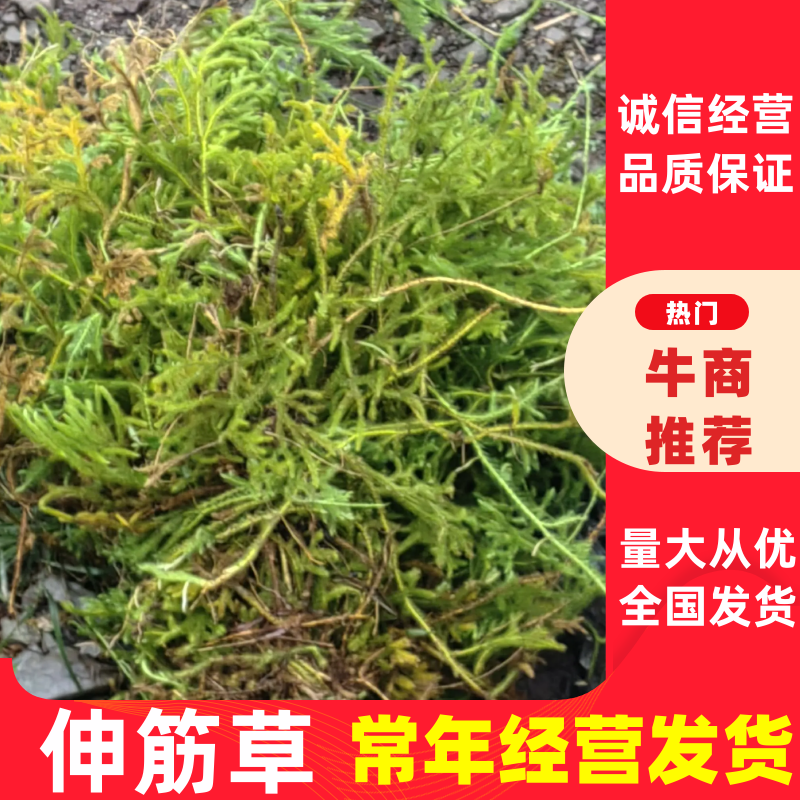 伸筋草，大量供应，全国发货，常年经营，一条龙服务