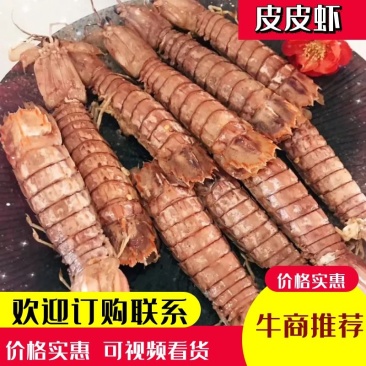 【精品】鲜活皮皮虾带膏虾婆虾姑濑尿虾保活可视频看货