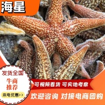 【牛商】连云港可食用海星带籽海鲜大咖必备海星欢迎咨询