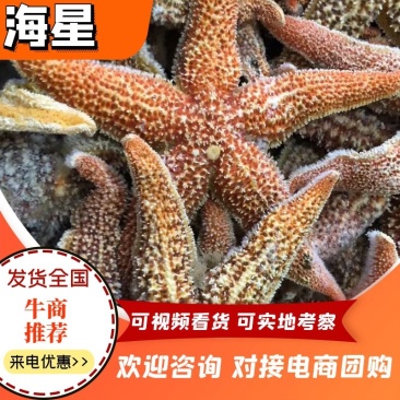 【牛商】连云港可食用海星带籽海鲜大咖必备海星欢迎咨询