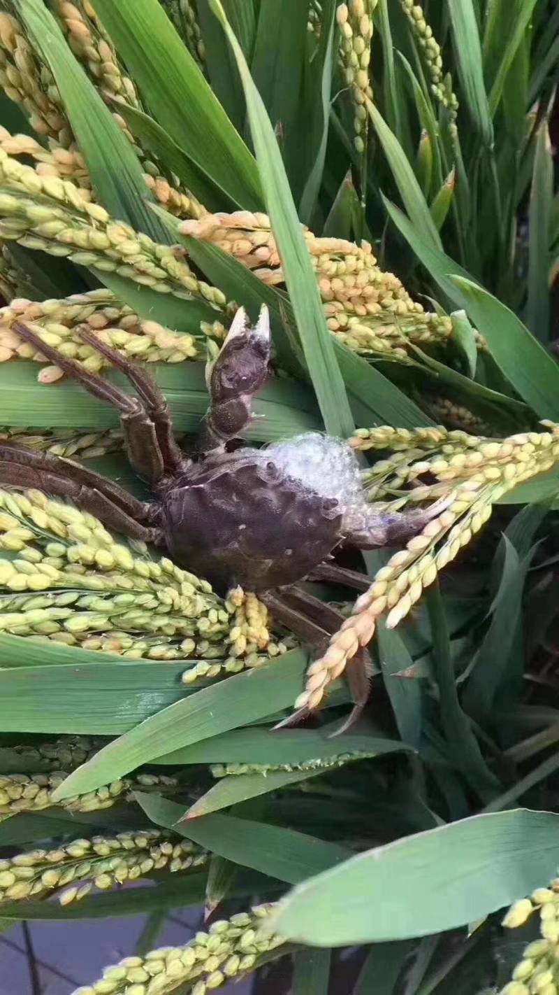 盘山稻田河蟹，大量上市，肉质鲜嫩，风味独特，营养丰富。