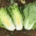 四川精品【夏黄白】奶白菜商超品质现摘现发来电优惠