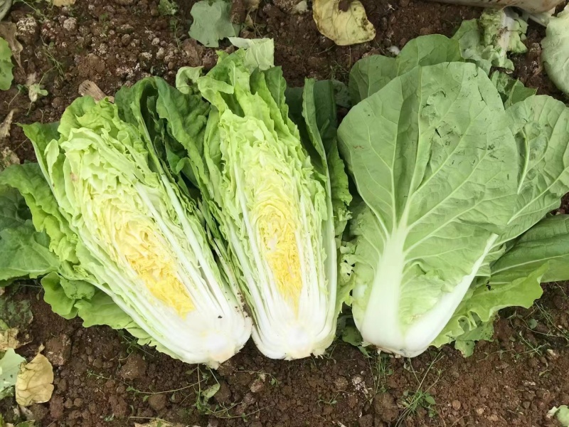 四川精品【夏黄白】奶白菜商超品质现摘现发来电优惠