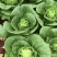 四川精品【夏黄白】奶白菜商超品质现摘现发来电优惠