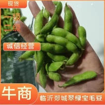 山东郯城精品翠绿宝毛豆大量上市中一级二级货都可发