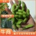 山东郯城翠绿宝毛豆万亩精品毛豆开心绿绿宝石