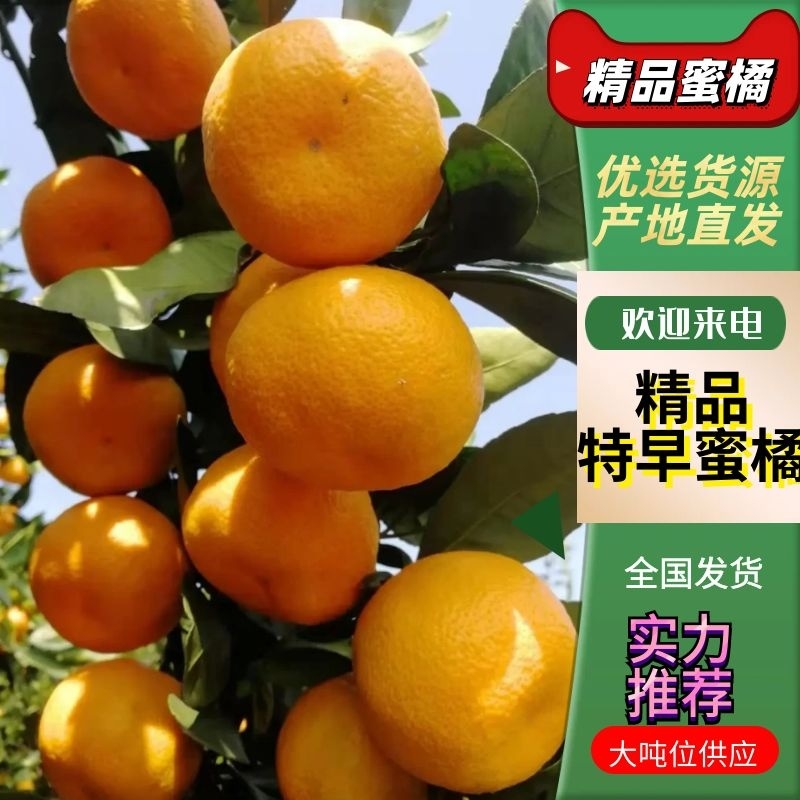 【推荐】早熟柑桔无核蜜橘专业代办诚信为首口感皮毛特别好