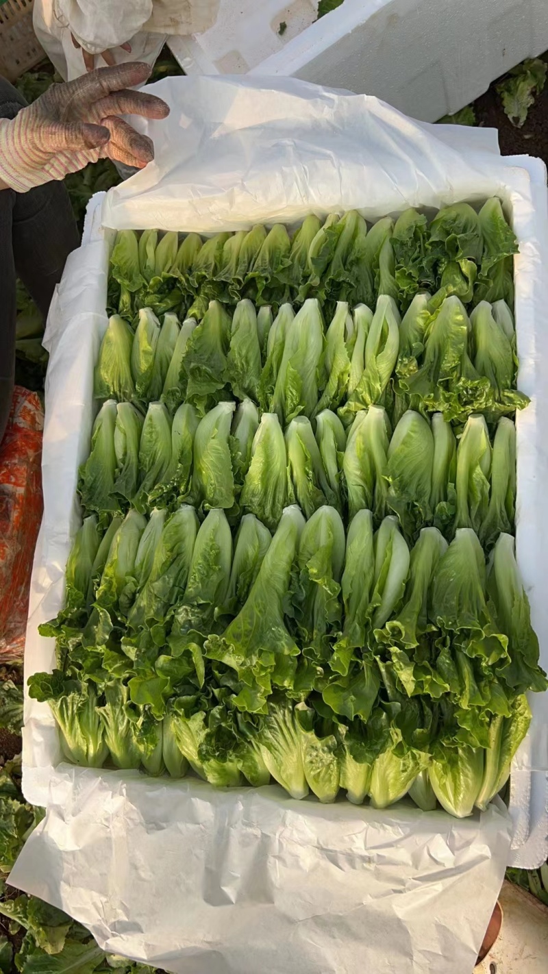 【巴达维亚生菜苗】意大利生菜品种纯正假一赔十提供技术