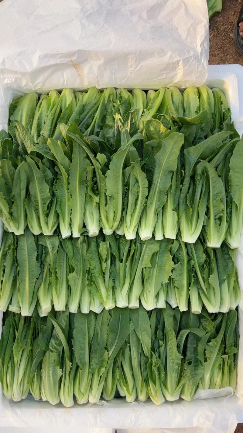 【巴达维亚生菜苗】意大利生菜品种纯正假一赔十提供技术
