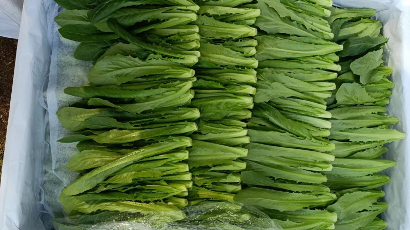 【巴达维亚生菜苗】意大利生菜品种纯正假一赔十提供技术