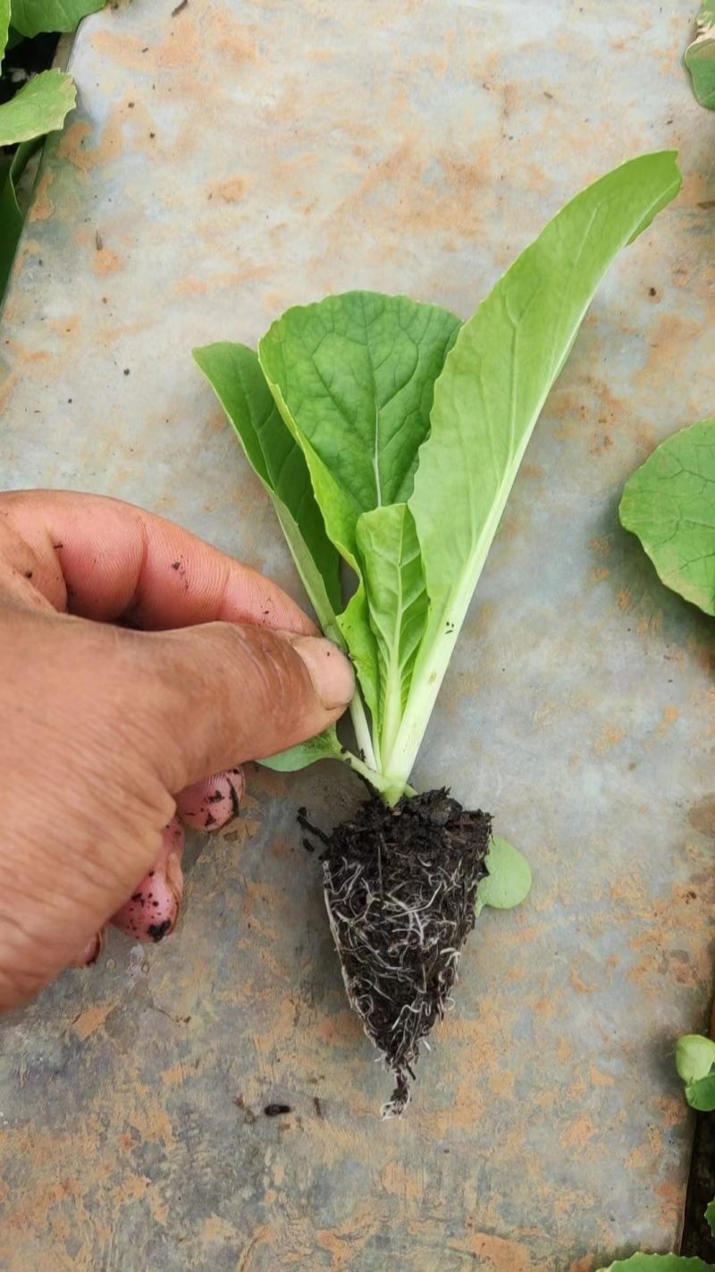 【巴达维亚生菜苗】意大利生菜品种纯正假一赔十提供技术