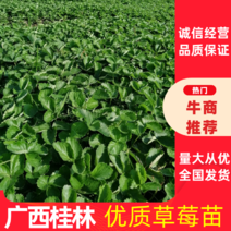 广西桂林优质草莓苗，自由育苗场地有专业育苗工人包售后技术