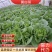 精品【黄白菜】玲珑黄白菜保证品质支持线上线下看货