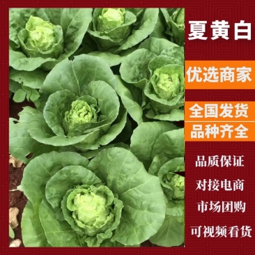 四川精品【夏黄白】奶白菜商超品质现摘现发来电优惠