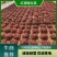 云南苦苣【红珊瑚生菜】种植基地货源充足品质保证整车批发