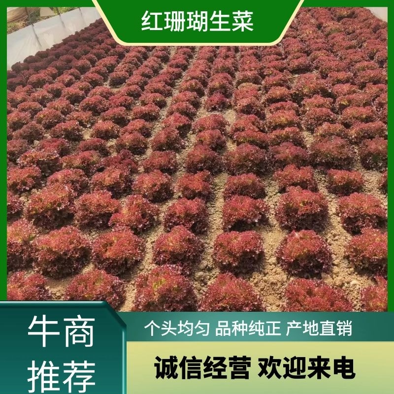 云南苦苣【红珊瑚生菜】种植基地货源充足品质保证整车批发