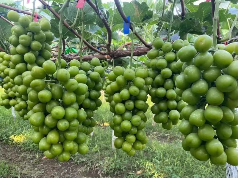 阳光玫瑰葡萄陕西大荔葡萄现摘现发销路好不愁卖