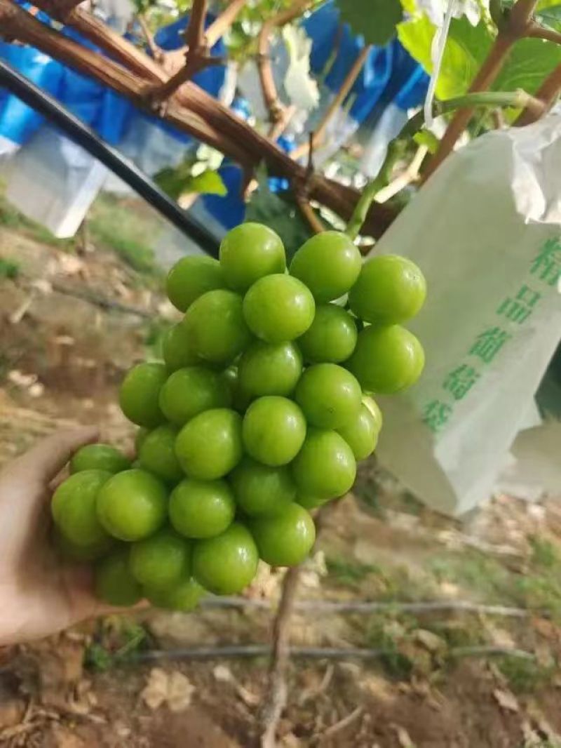 阳光玫瑰葡萄陕西大荔葡萄现摘现发销路好不愁卖