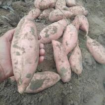 湖北宜城精品红薯大量上市龙薯九号产地一手货源价格不高