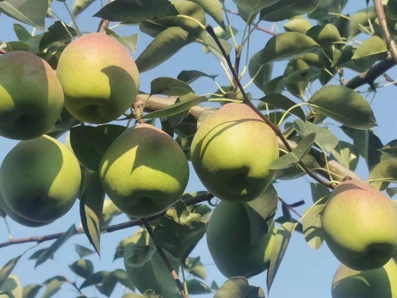 山西运城7月红梨早熟梨价格优对接全国保质保量