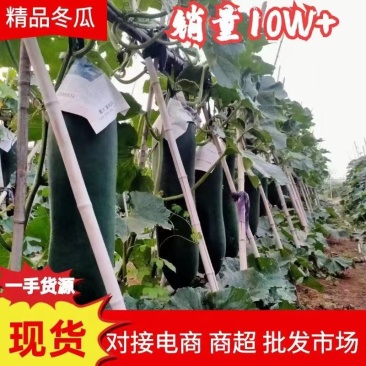 黑皮吊冬瓜【大型种植合作社】无中间商价格低品质保障