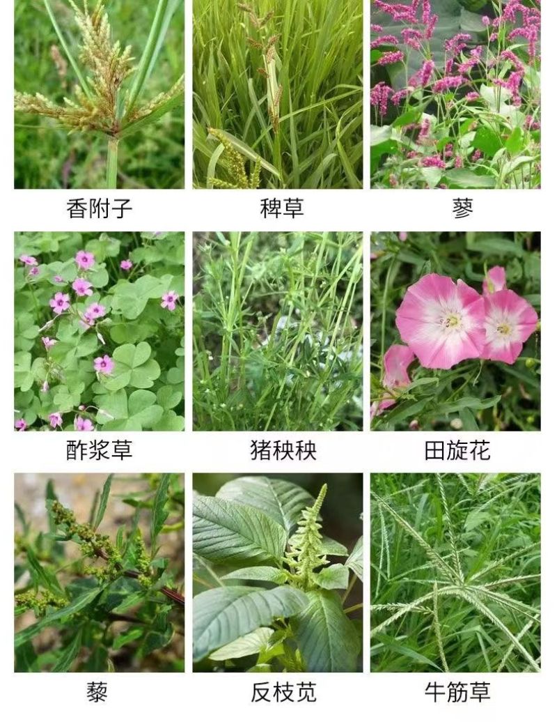 正品草甘膦强力灭杂除草官方旗舰店除草烂根剂专用正品草甘磷