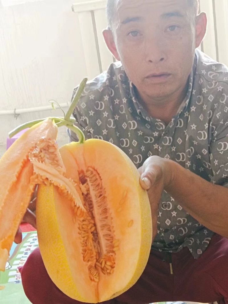 甘肃晓蜜25哈密瓜，个大甜度高，产地直发，货量充足视频看货