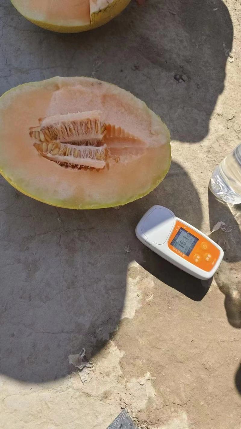 甘肃晓蜜25哈密瓜，个大甜度高，产地直发，货量充足视频看货