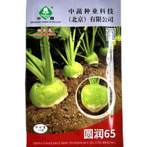 光头芥菜种子圆润65疙瘩菜秋季种植大头菜有辣味腌菜