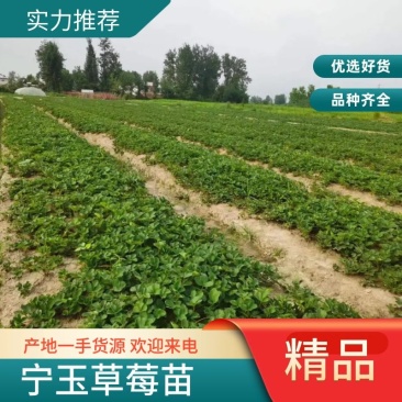 【甜查理草莓苗】，产地直销，保证质量，全国发货