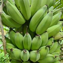 云南红河精品芭蕉大量供应产地一手货源