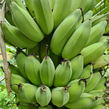 云南红河精品芭蕉大量供应产地一手货源