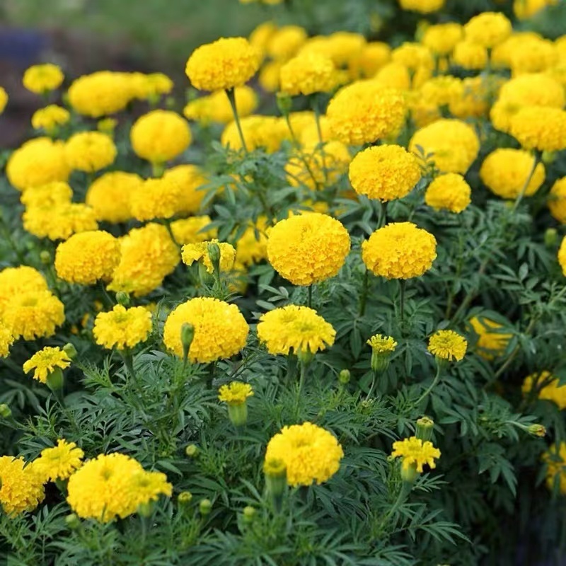 万寿菊花种子耐寒花籽四季播种开花园艺园林景观工程绿化花种