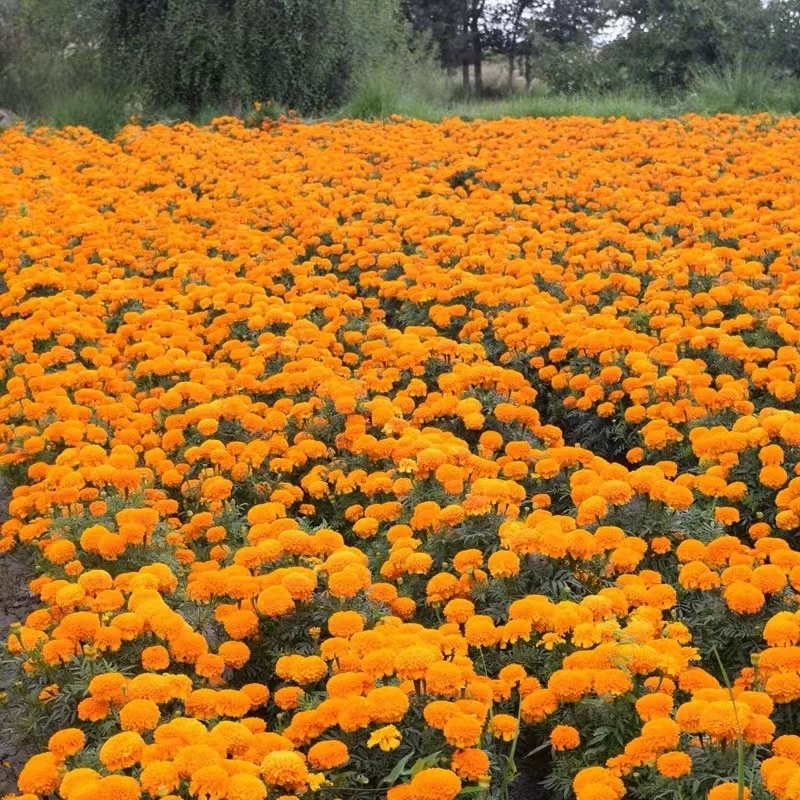 万寿菊花种子耐寒花籽四季播种开花园艺园林景观工程绿化花种