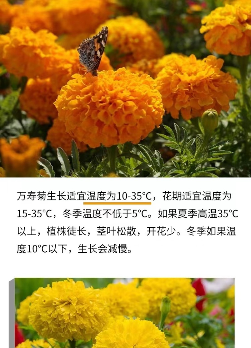 万寿菊花种子耐寒花籽四季播种开花园艺园林景观工程绿化花种