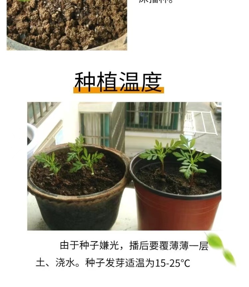 万寿菊花种子耐寒花籽四季播种开花园艺园林景观工程绿化花种