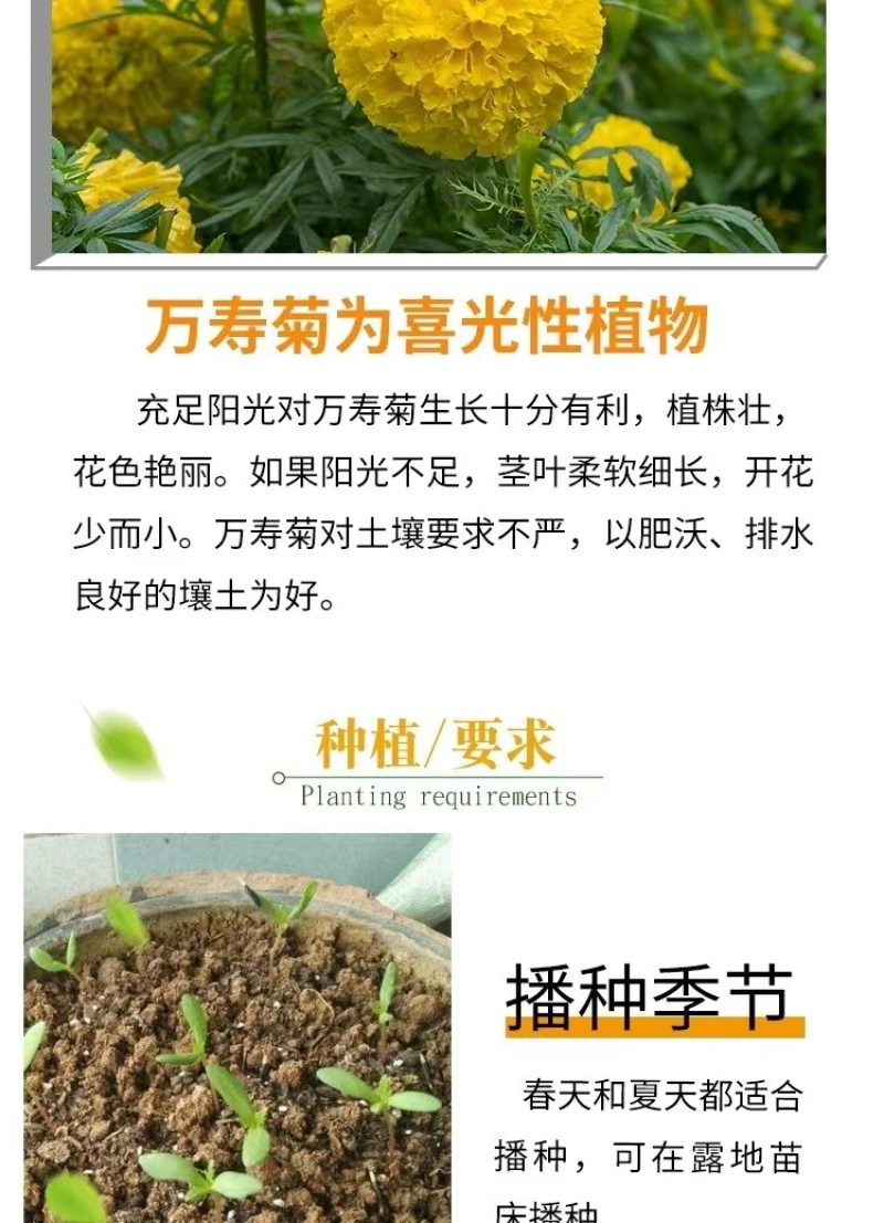 万寿菊花种子耐寒花籽四季播种开花园艺园林景观工程绿化花种