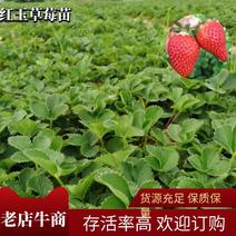 红玉草莓苗可提供技术指导一条龙服务基地直发可视频