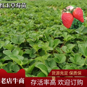 红玉草莓苗可提供技术指导一条龙服务基地直发可视频看货