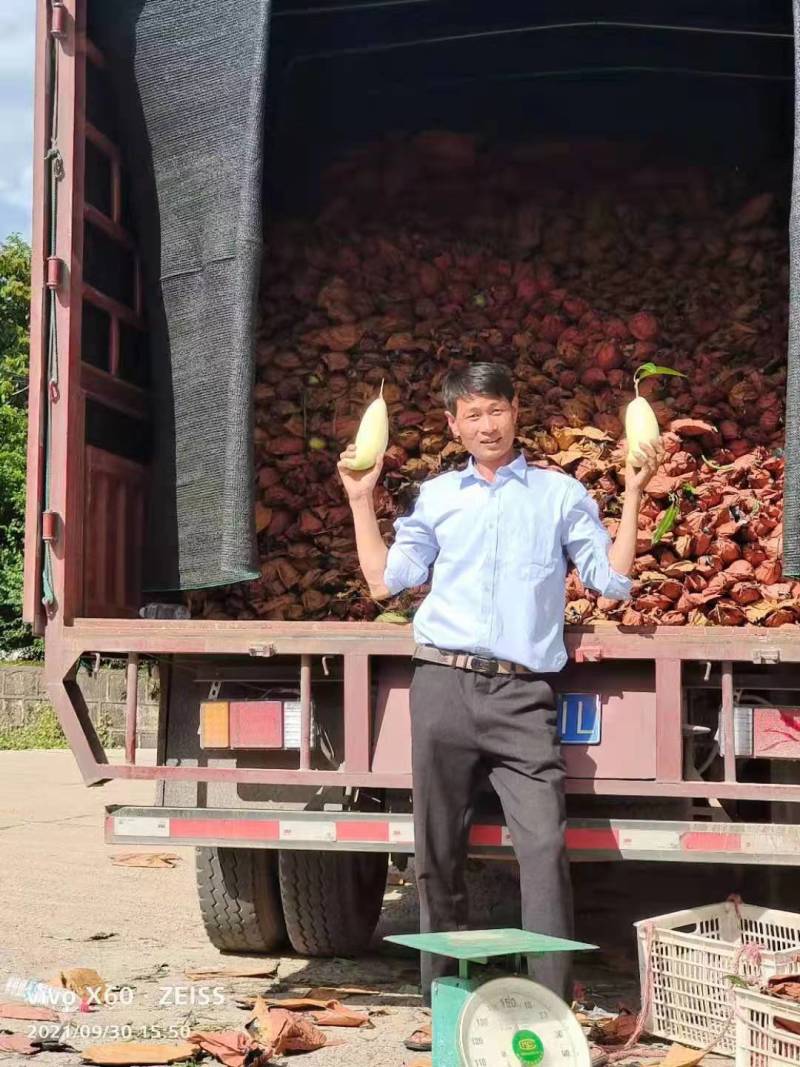 镇沅县芒果糖分高口感好量大从优可视频看货