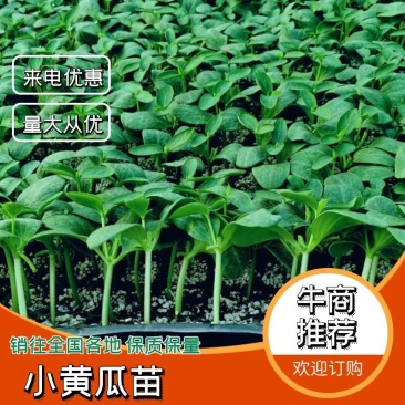 小黄瓜苗，精品水果黄瓜抗病高产瓜条直欢迎来电咨询