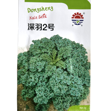 羽衣甘蓝种子深羽2号耐寒颜色绿春秋种植