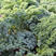 羽衣甘蓝种子深羽2号耐寒颜色绿春秋种植