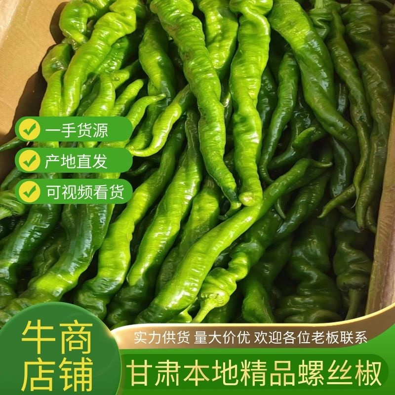 甘肃陇椒辣椒，精品螺丝椒大量有货，一手货源欢迎致电