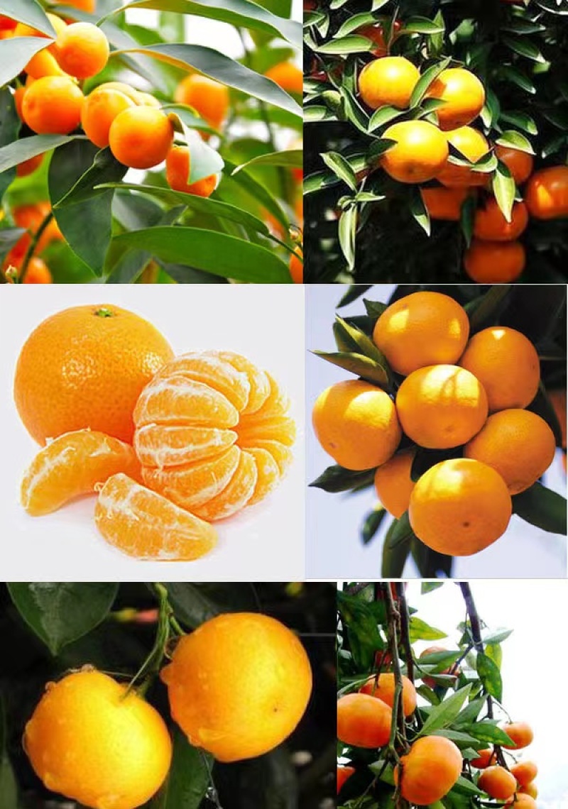 湖南特早，普早蜜桔，香甜可口，品质保证，畅销全国各地市场